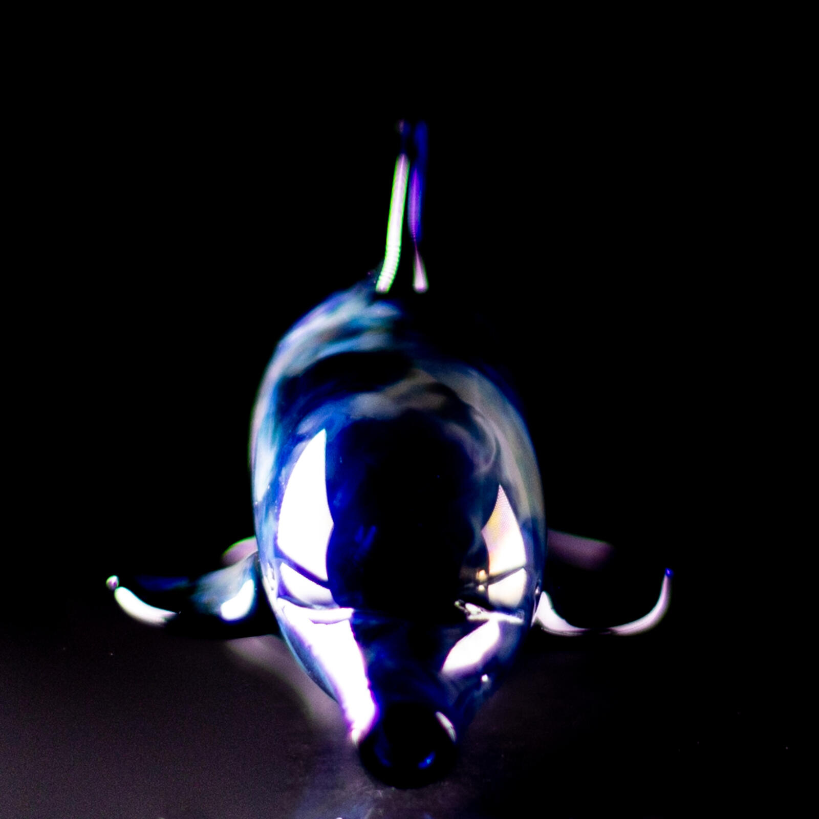 Dolphin Pipe